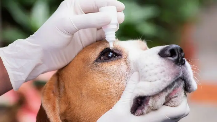 Best Allergy Medicine for Dogs Licking Paws