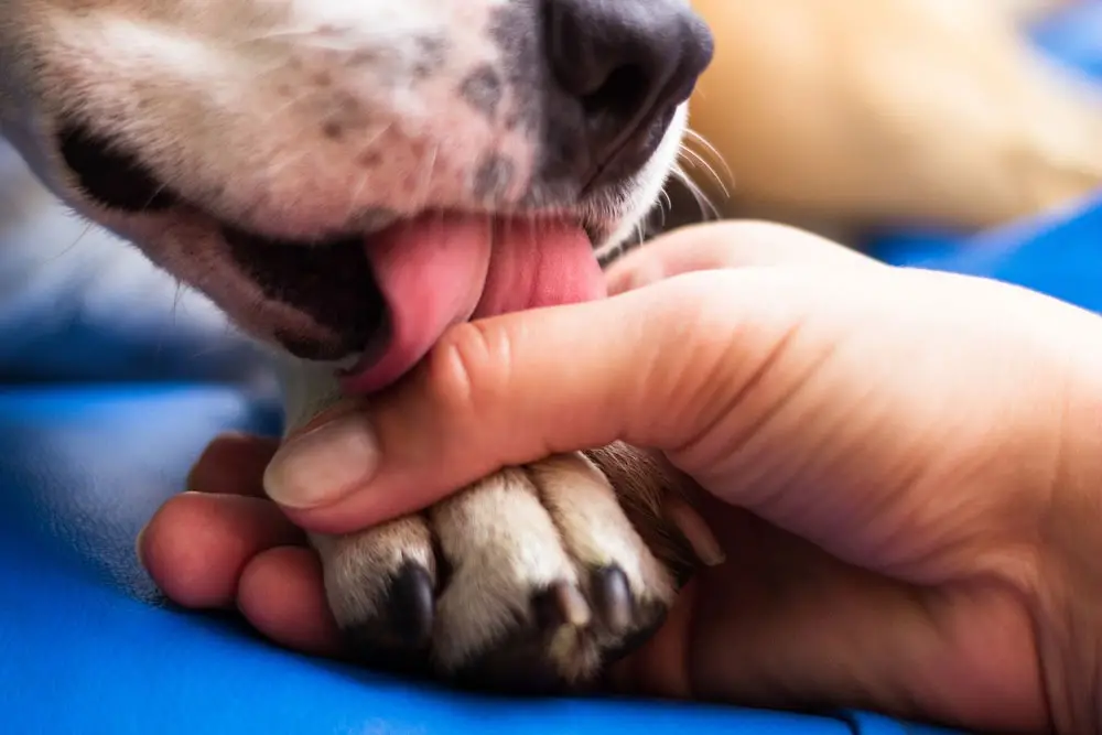 Best Allergy Medicine for Dogs Licking Paws