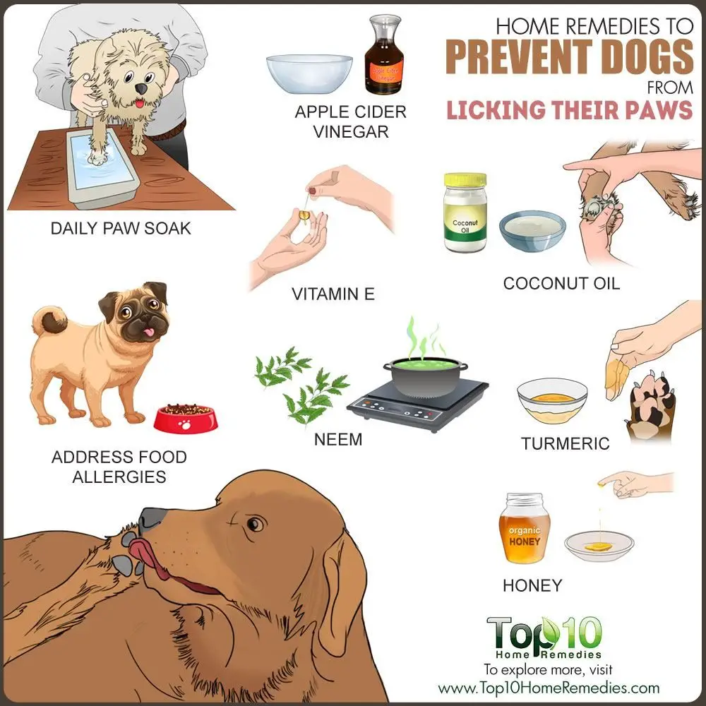 Best Allergy Medicine for Dogs Licking Paws