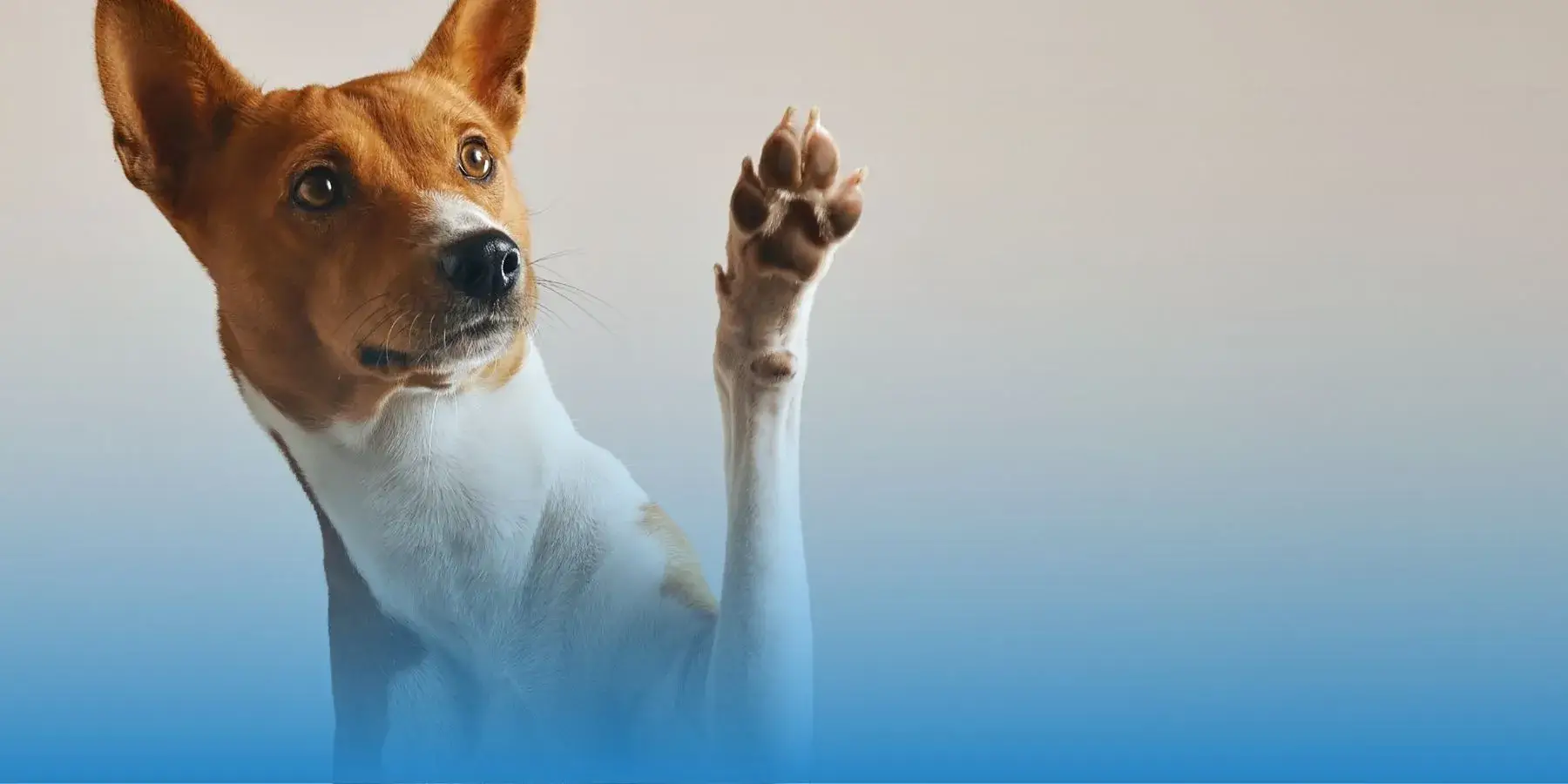 Best Allergy Medicine for Dogs Licking Paws