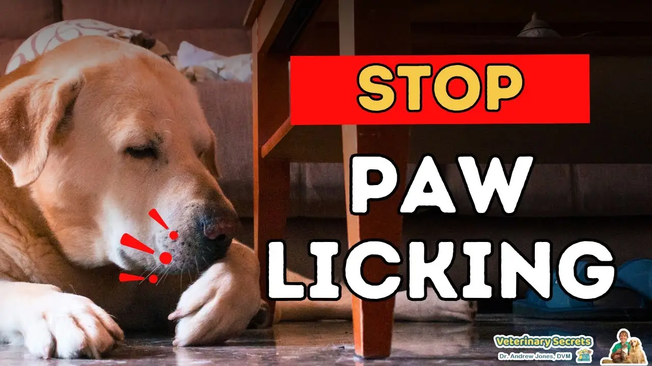 Best Allergy Medicine for Dogs Licking Paws