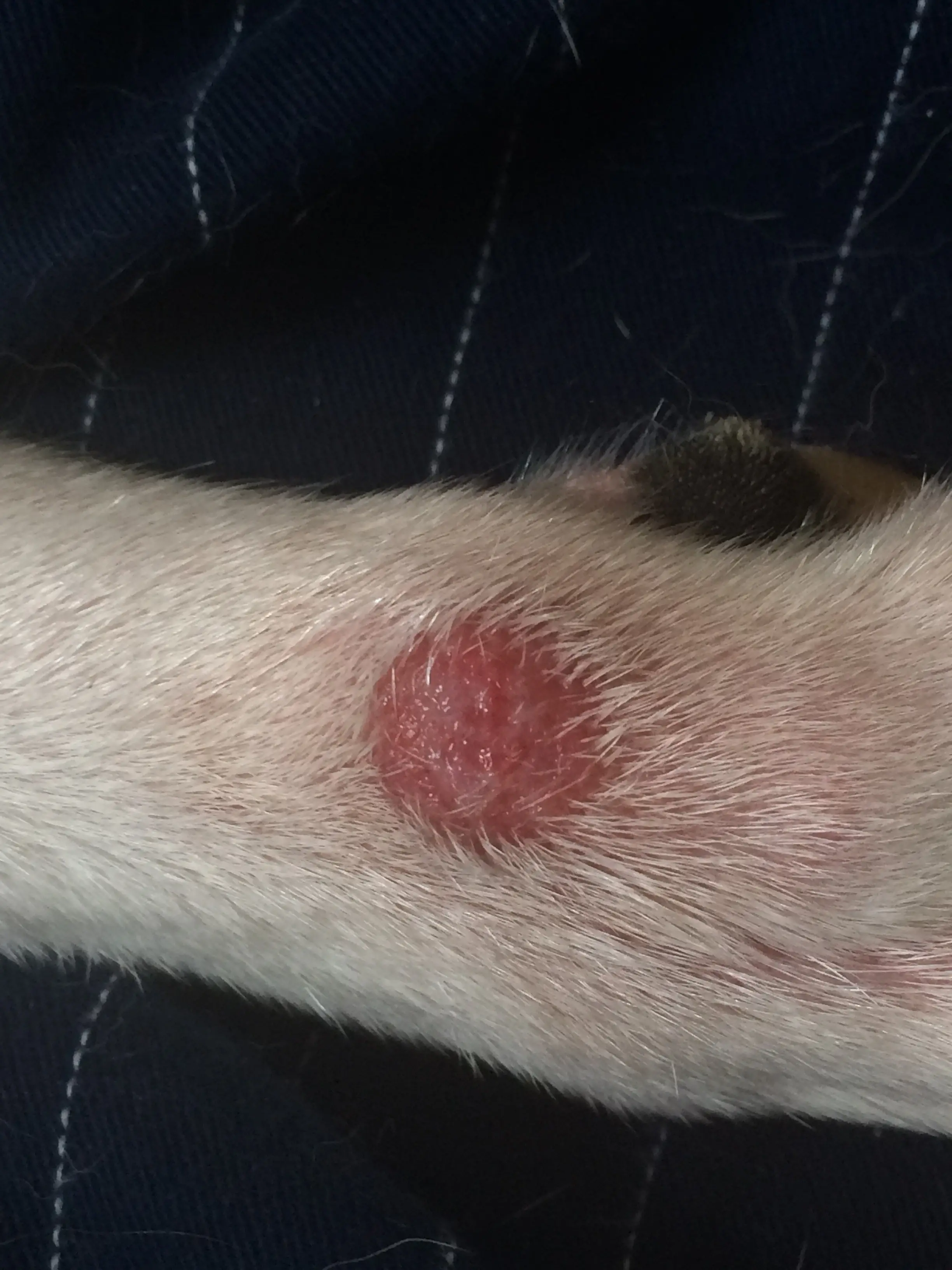 Best Allergy Medicine for Dogs Licking Paws