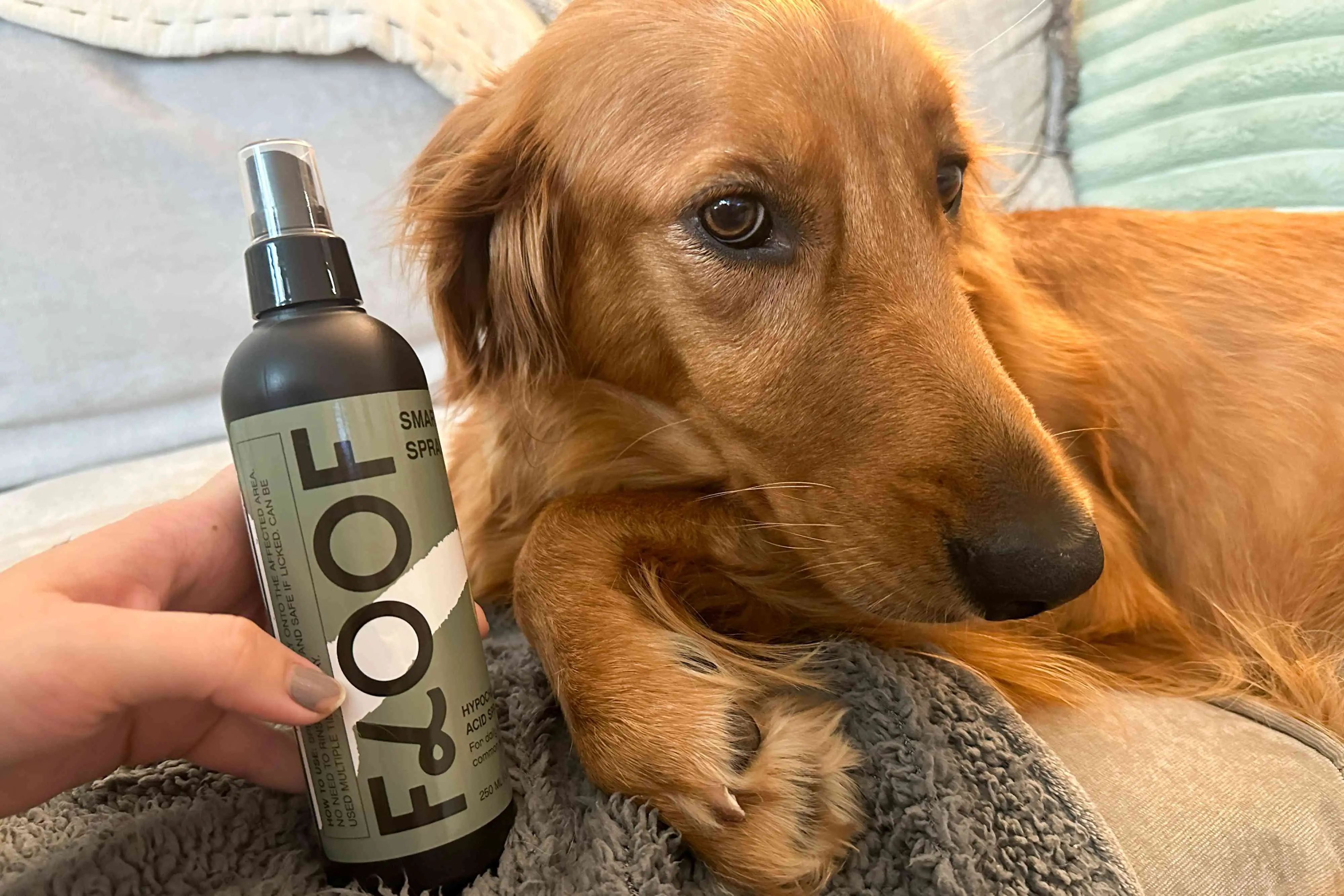 Best Allergy Medicine for Dogs Licking Paws