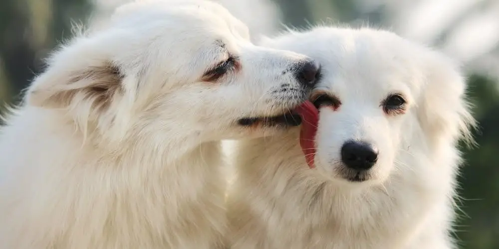 Medicine for Dog Itching and Losing Hair