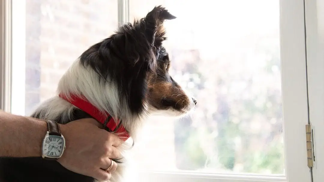 Medicine for Dog Itching and Losing Hair