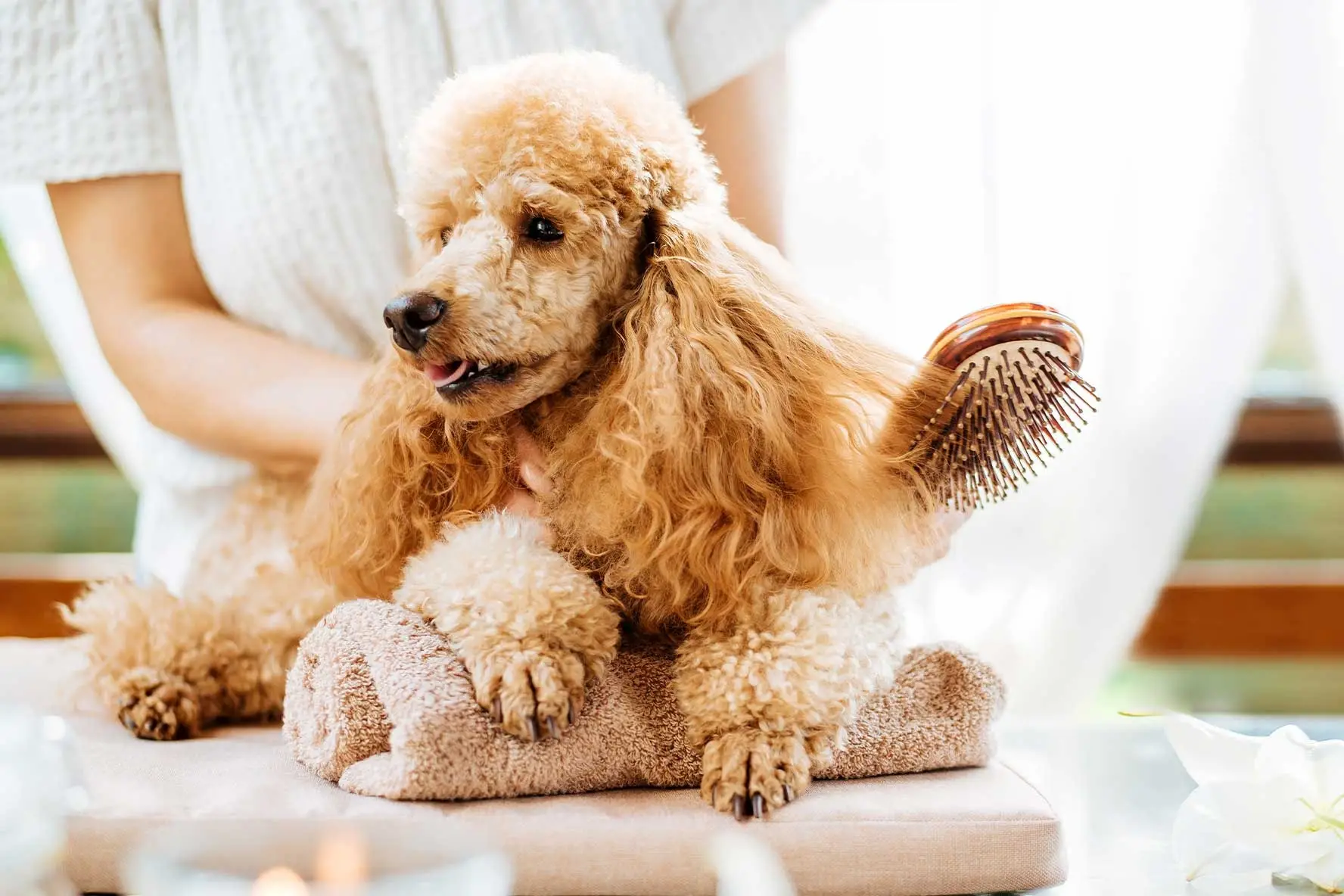 Medicine for Dog Itching and Losing Hair