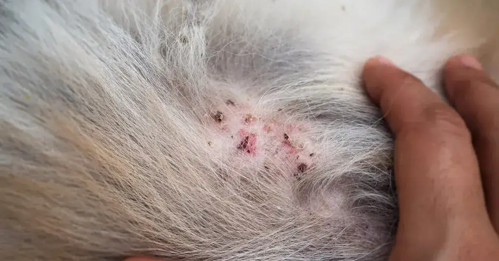 Medicine for Dog Itching and Losing Hair