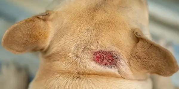 Medicine for Dog Itching and Losing Hair