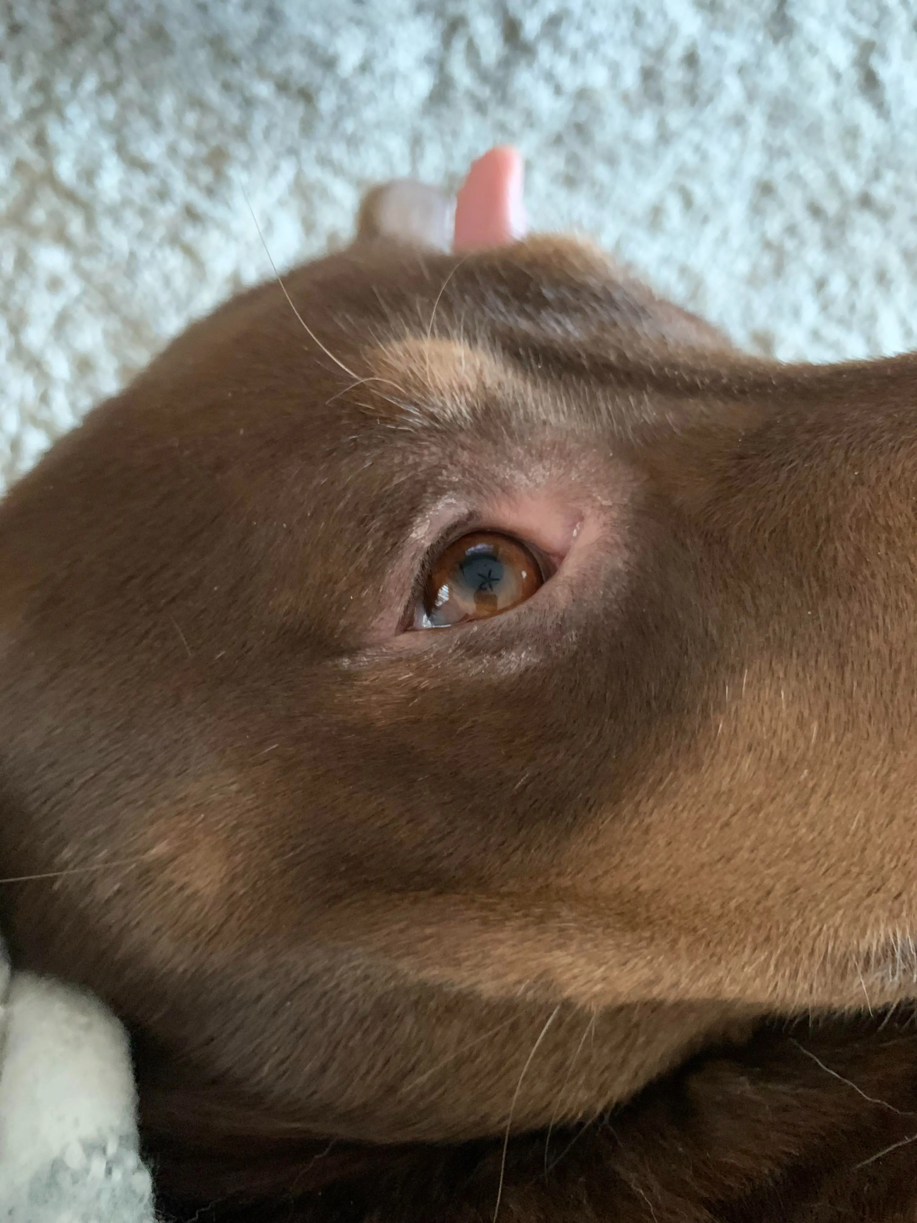 Medicine for Dog Itching and Losing Hair