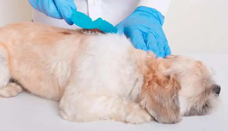 Medicine for Dog Itching and Losing Hair