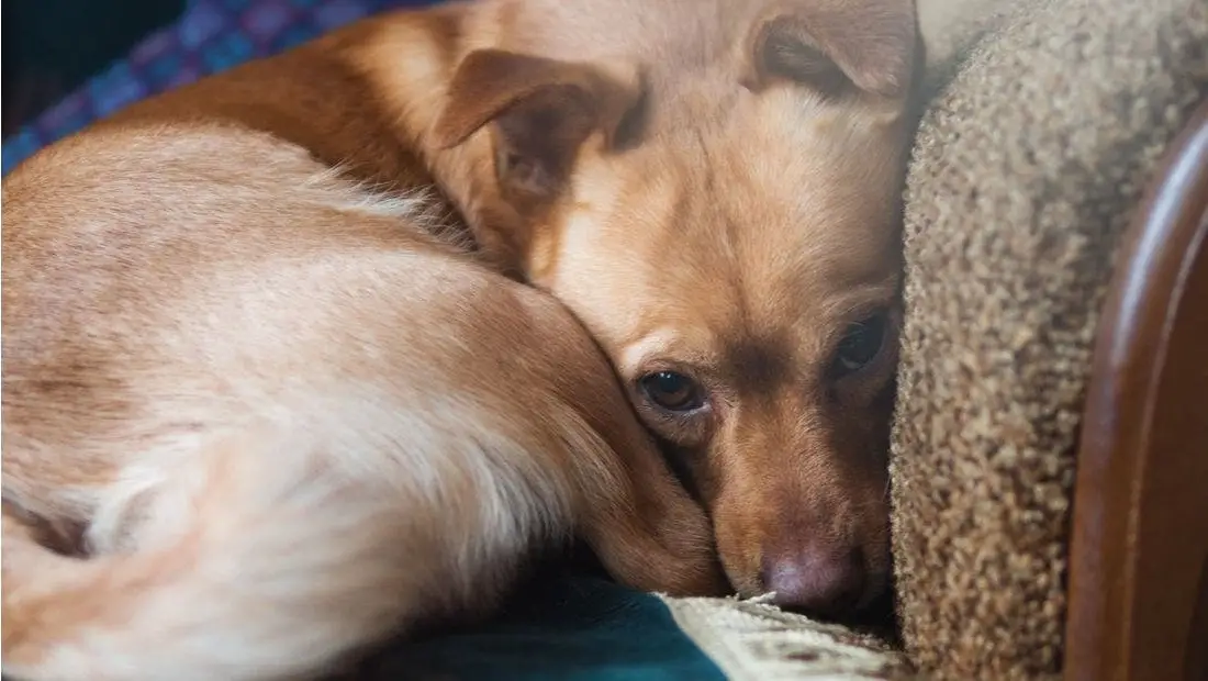 Sleeping Pills for Dogs for Travel