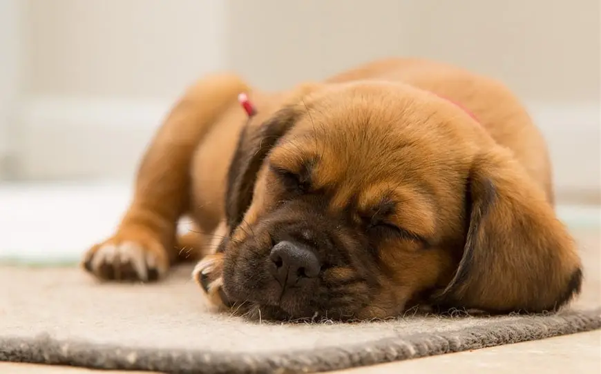 Sleeping Pills for Dogs for Travel