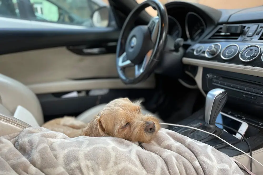 Sleeping Pills for Dogs for Travel