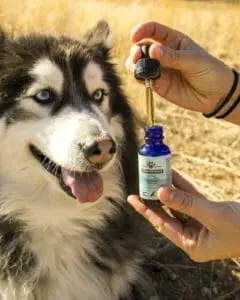 Sleeping Pills for Dogs for Travel