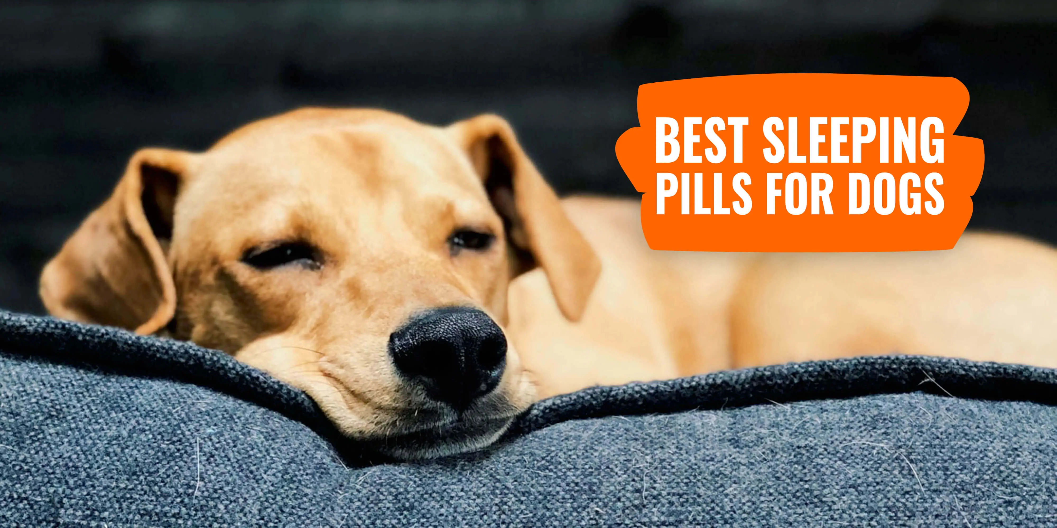 Sleeping Pills for Dogs for Travel