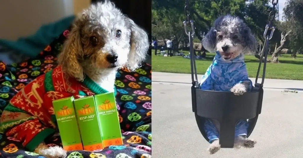 Best Cough Medicine for Dogs with Collapsed Trachea Best Cough Medicine for Dogs with Collapsed Trachea