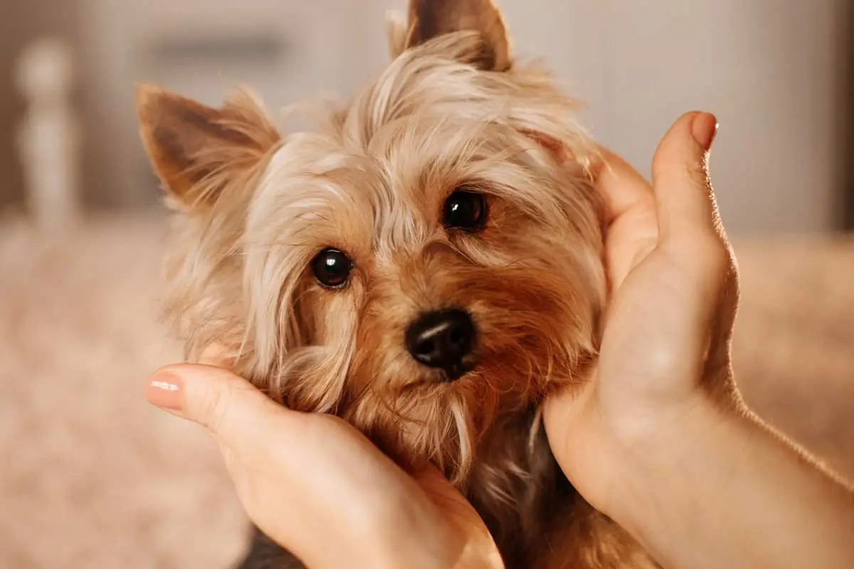 Best Cough Medicine for Dogs with Collapsed Trachea