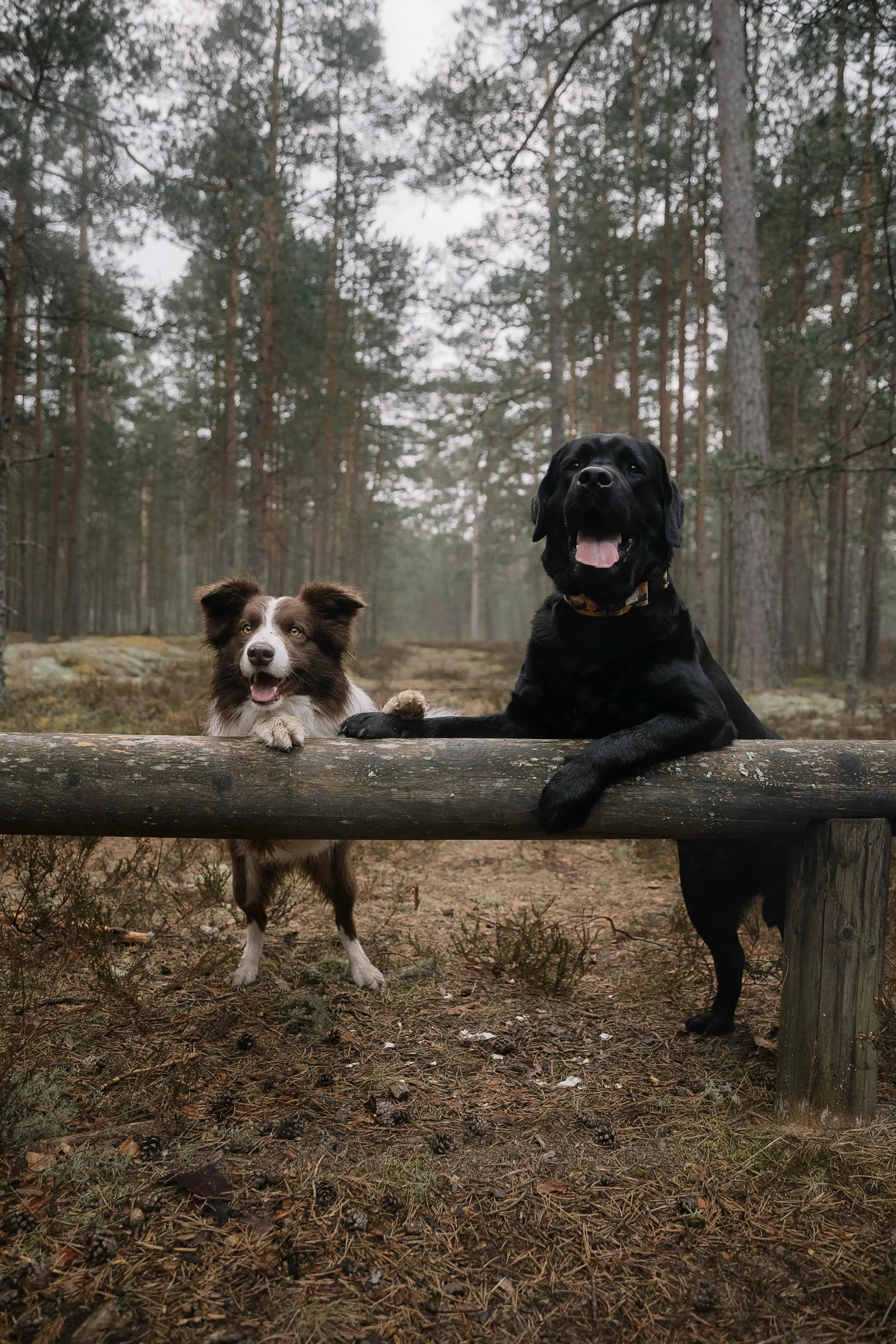 Best Cough Medicine for Dogs with Collapsed Trachea