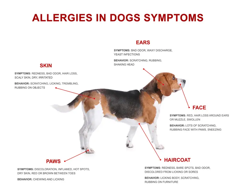 Best Allergy Medicine for Dogs with Itchy Skin