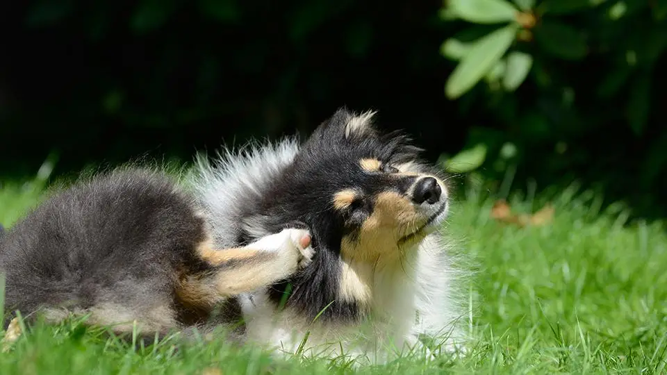 Best Allergy Medicine for Dogs with Itchy Skin