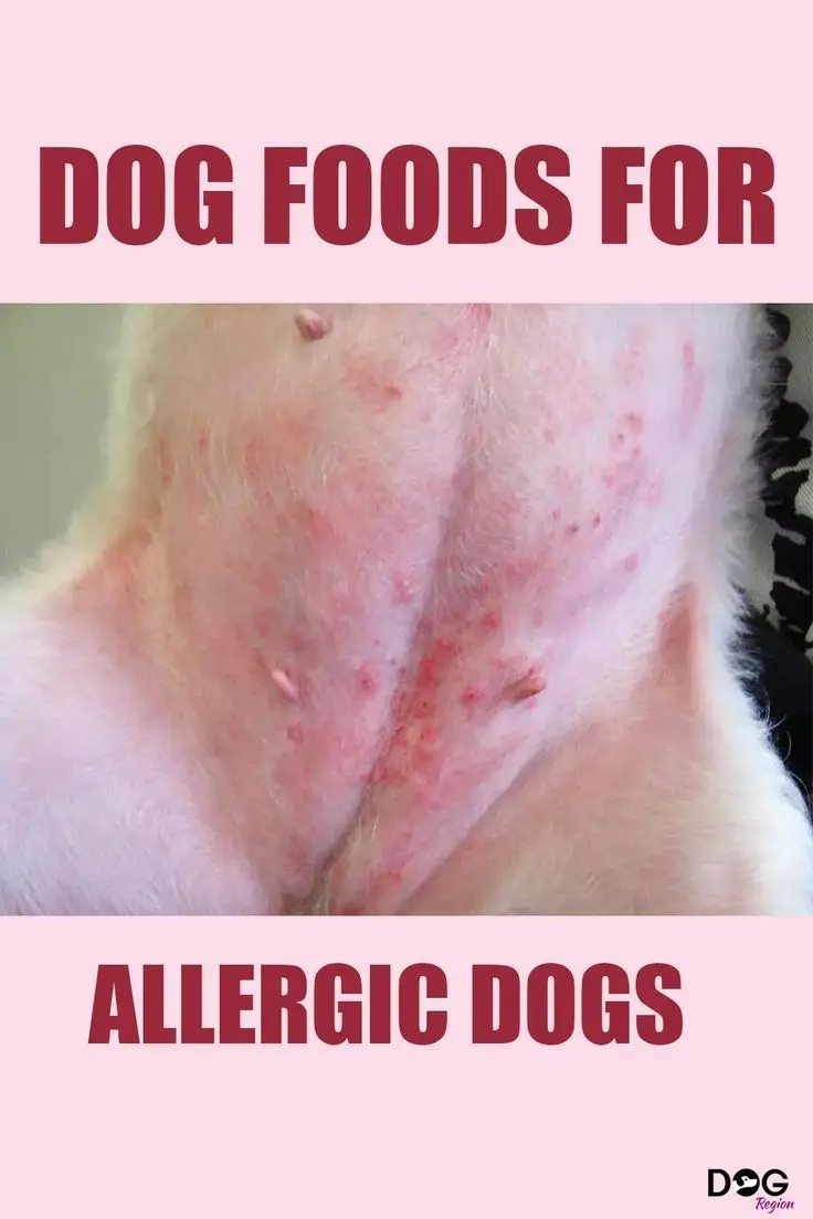Best Allergy Medicine for Dogs with Itchy Skin