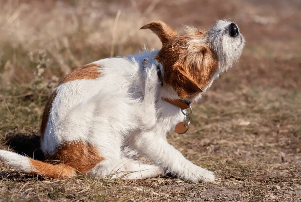 Best Allergy Medicine for Dogs with Itchy Skin
