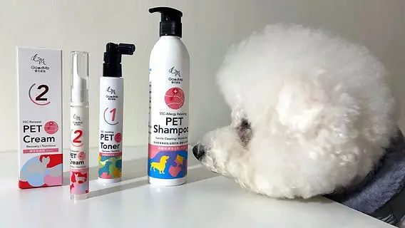 Best Allergy Medicine for Dogs with Itchy Skin