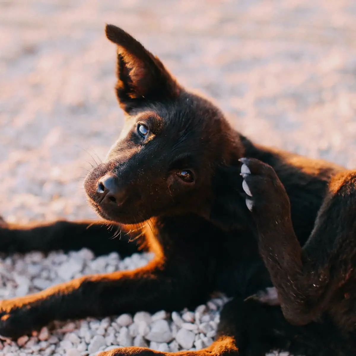 Best Allergy Medicine for Dogs with Itchy Skin