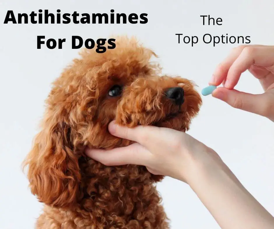 Antihistamine for Dogs Pets at Home A Comprehensive Guide for Pet Owners