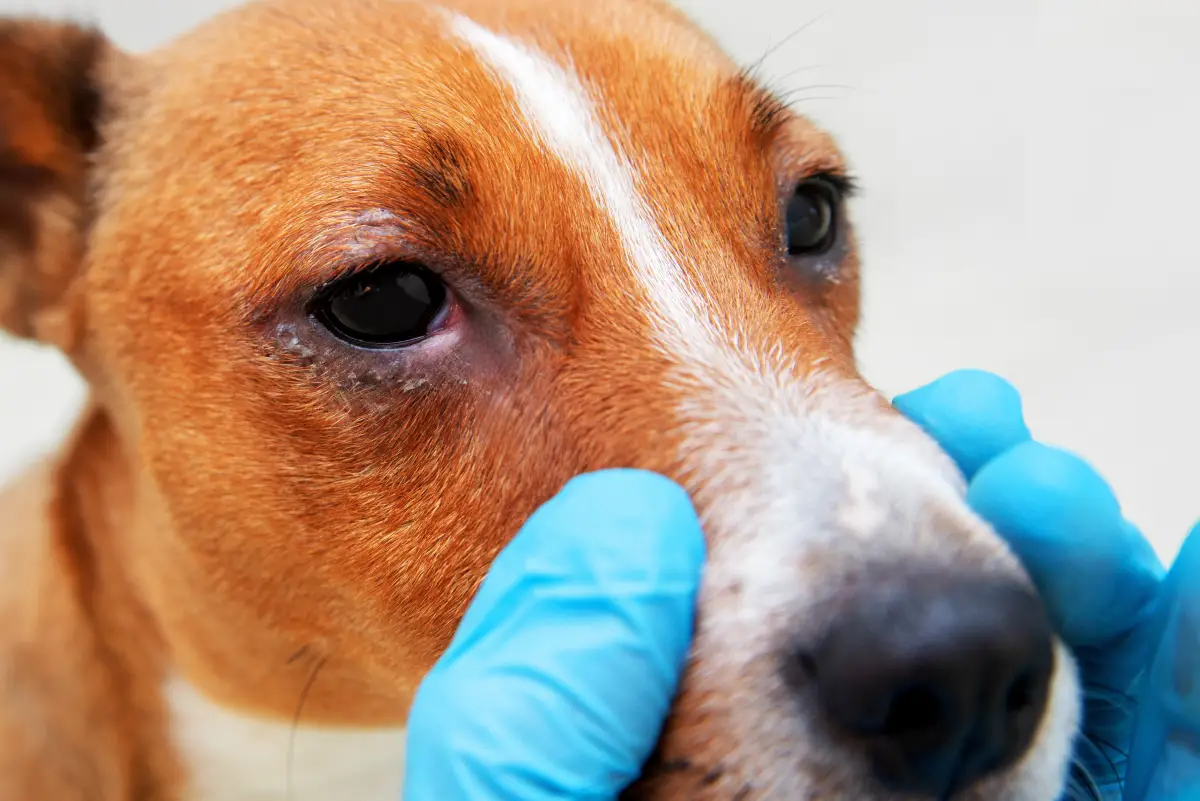 Antihistamine for Dogs Pets at Home A Comprehensive Guide for Pet Owners