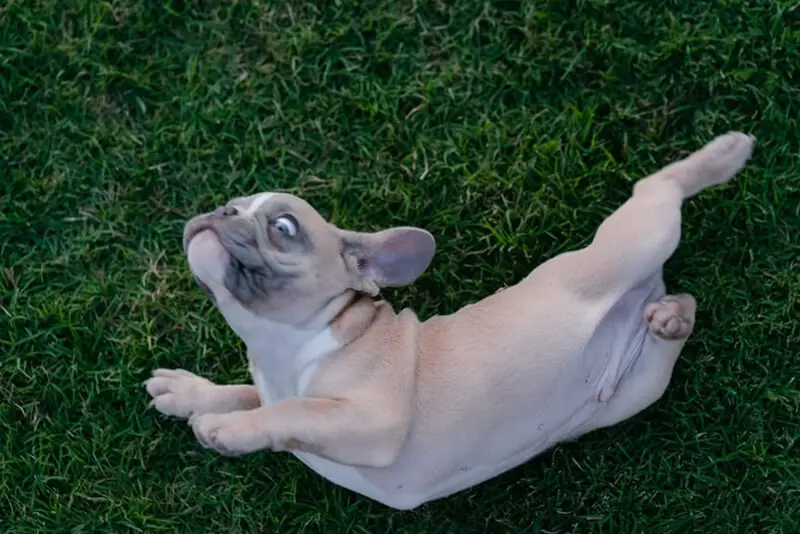 How to Teach a Dog to Roll Over