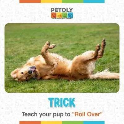 How to Teach a Dog to Roll Over