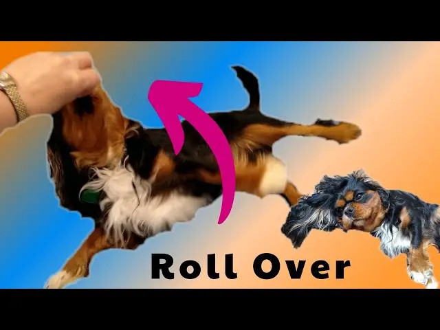 How to Teach a Dog to Roll Over