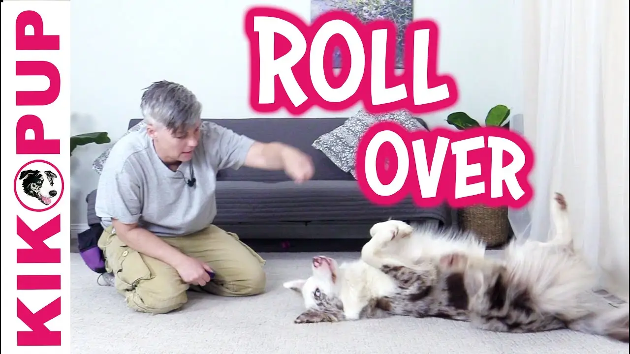 How to Teach a Dog to Roll Over