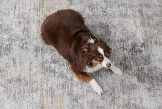 How to Teach a Dog to Roll Over