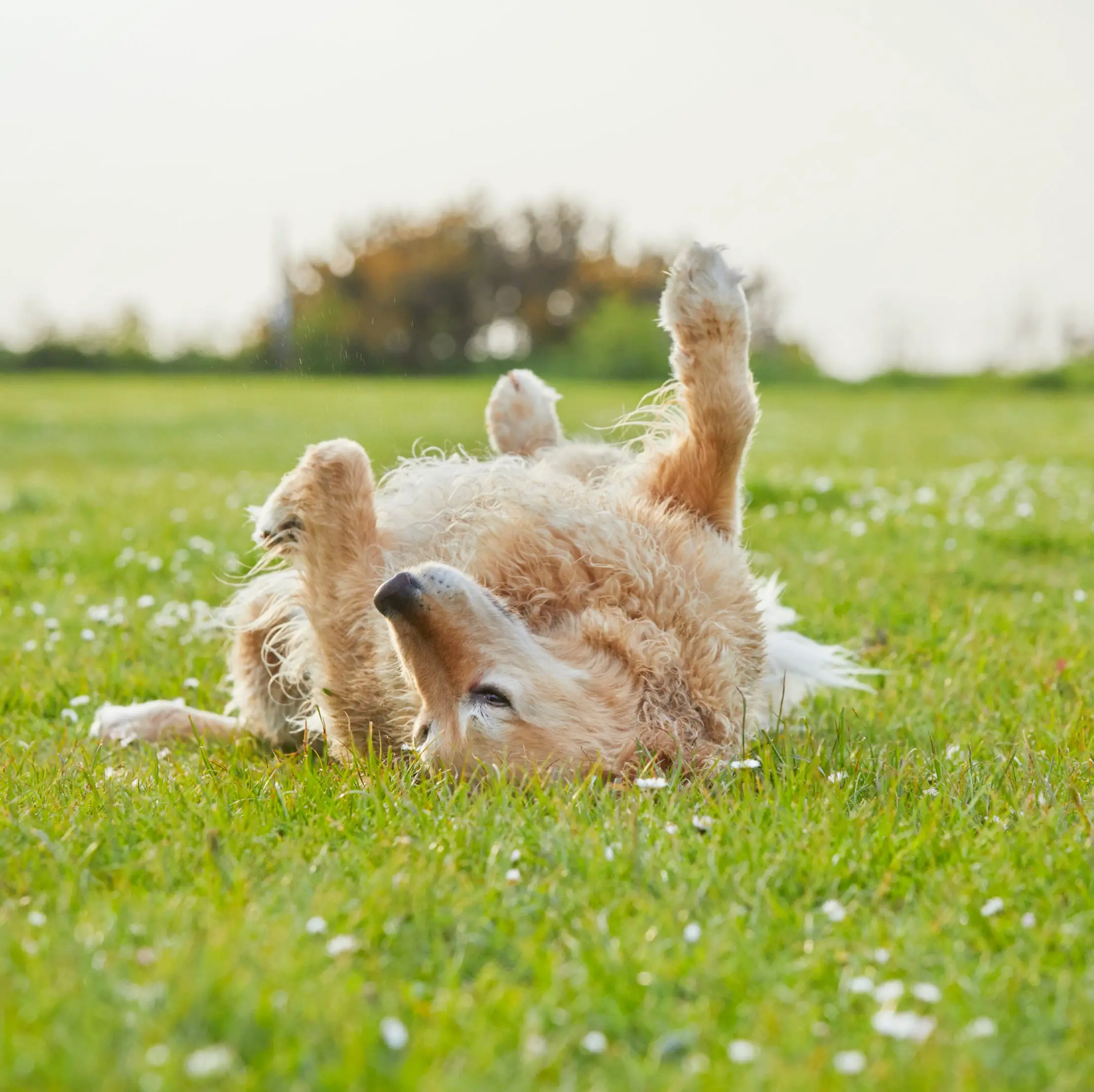 How to Teach a Dog to Roll Over