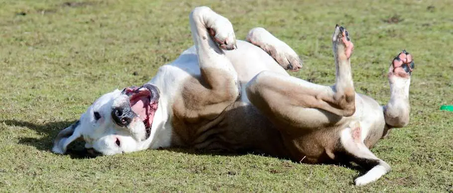 How to Teach a Dog to Roll Over