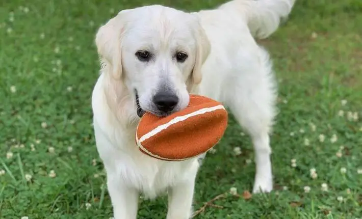 How Do You Teach a Dog to Fetch?