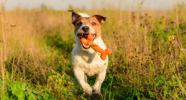 How Do You Teach a Dog to Fetch?