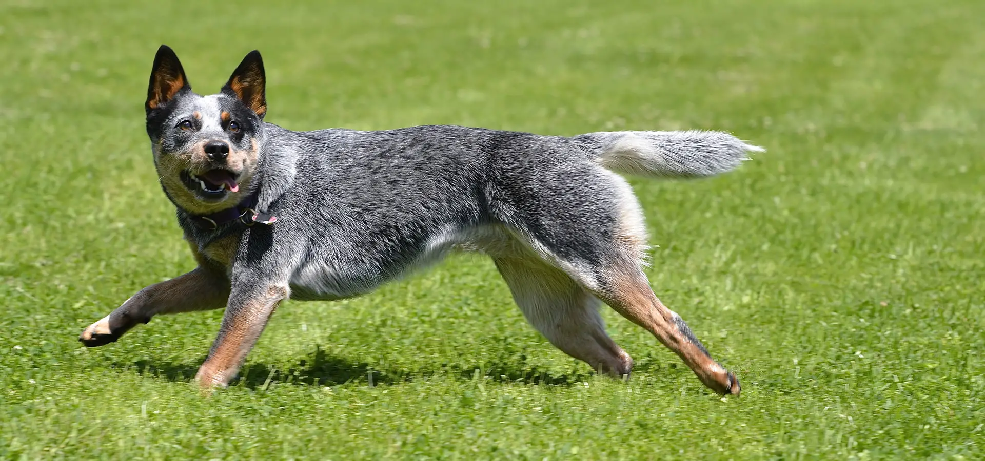 How Do You Teach a Dog to Fetch?