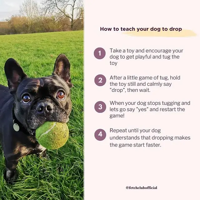 How Do You Teach a Dog to Fetch?