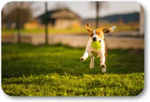 How Do You Teach a Dog to Fetch?