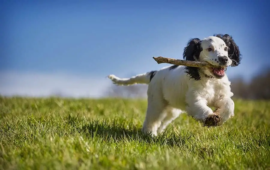 How Do You Teach a Dog to Fetch?