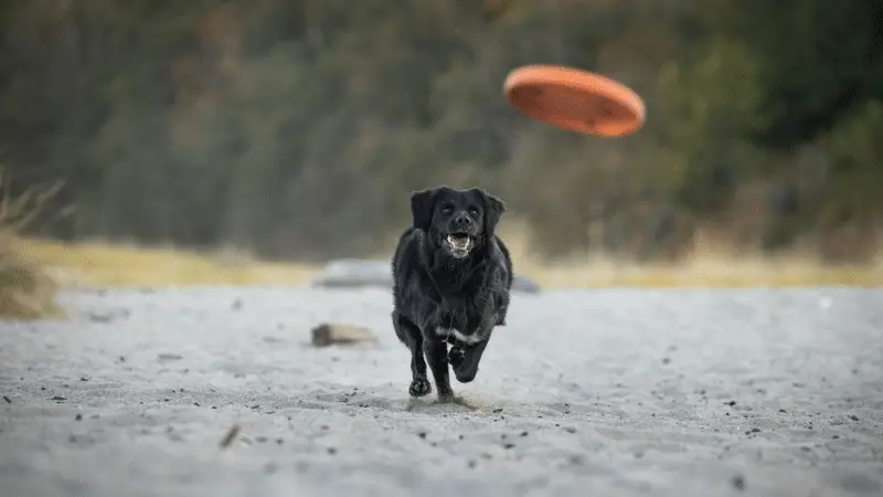 How Do You Teach a Dog to Fetch?