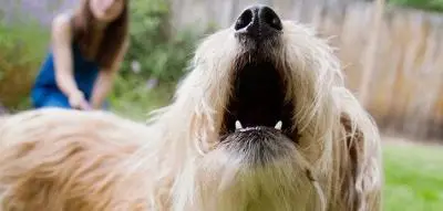 How Can I Get My Dog to Stop Barking