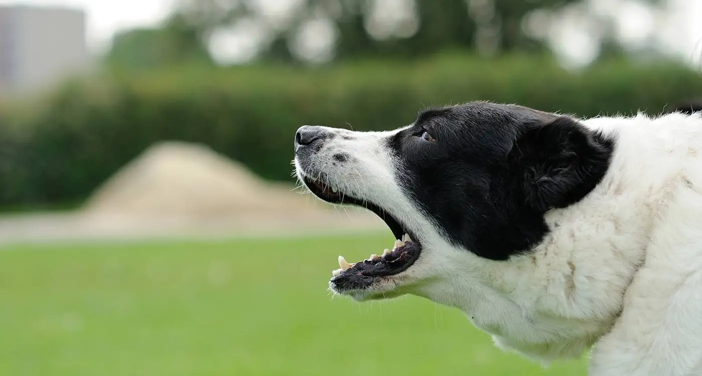 How Can I Get My Dog to Stop Barking