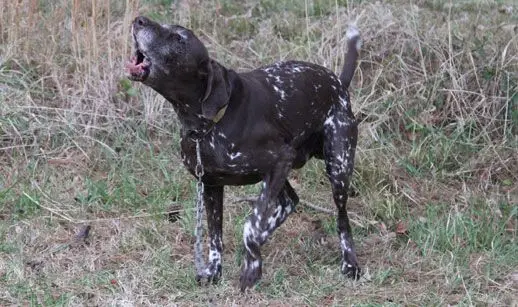 How Can I Get My Dog to Stop Barking