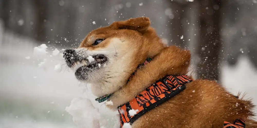 How Do You Train a Puppy Not to Bite?