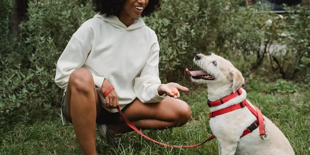 How Do You Train a Puppy Not to Bite?