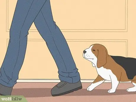 How Do You Train a Puppy Not to Bite?